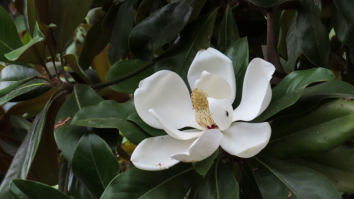 洁白如玉广玉兰