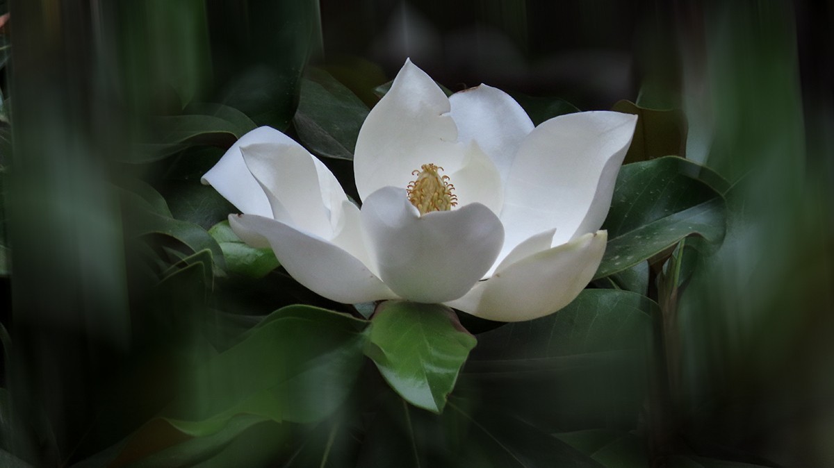 洁白如玉广玉兰