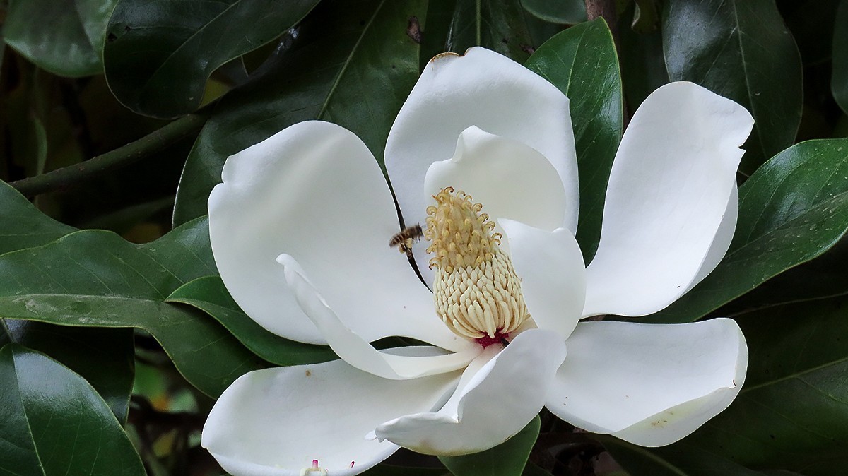 洁白如玉广玉兰