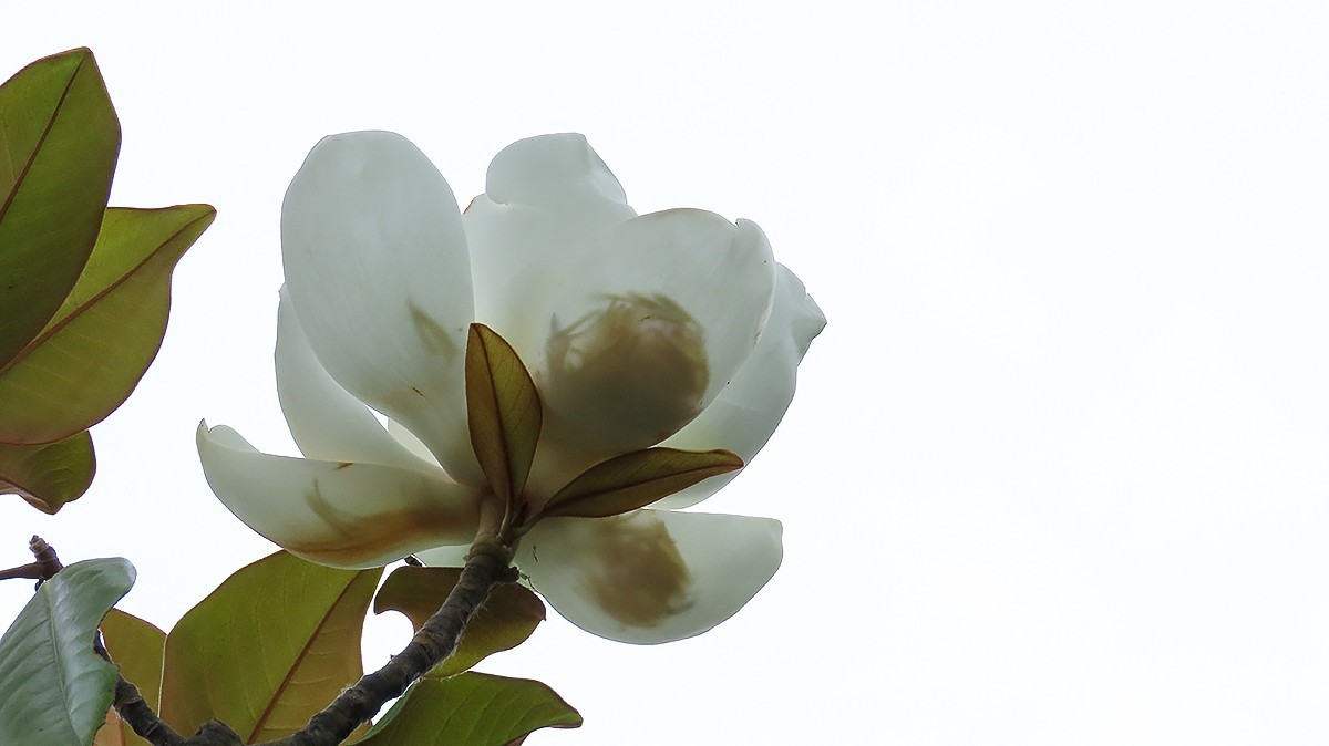 洁白如玉广玉兰