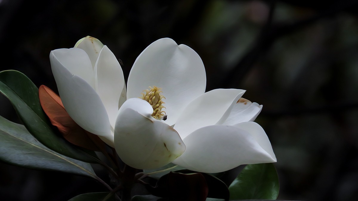 洁白如玉广玉兰