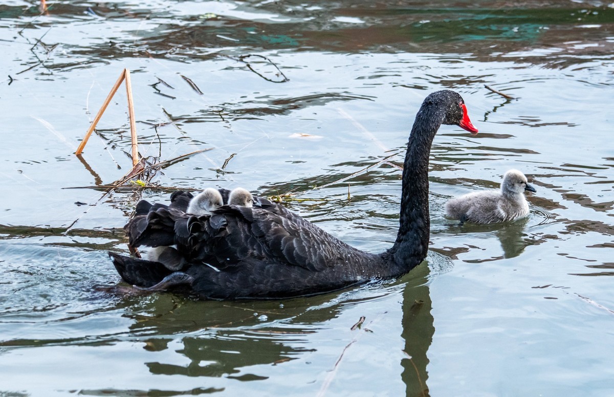 黑天鹅的一家子（七）