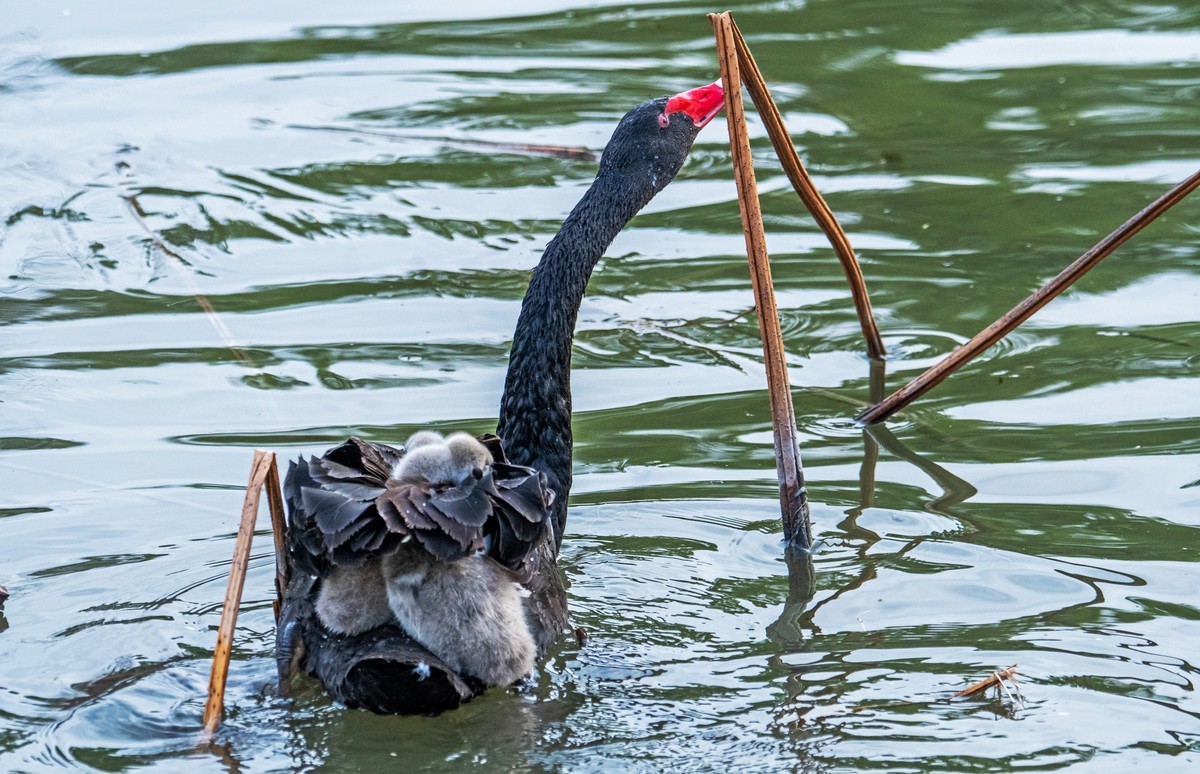 黑天鹅的一家子（七）