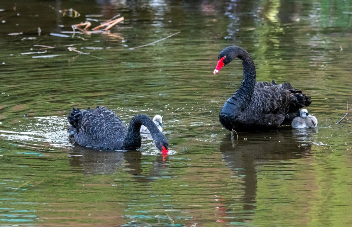 黑天鹅的一家子（七）