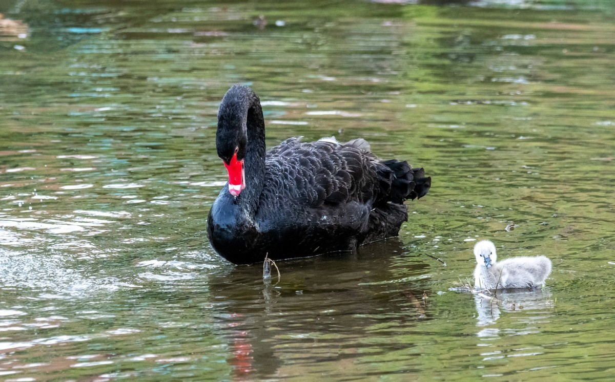 黑天鹅的一家子（七）