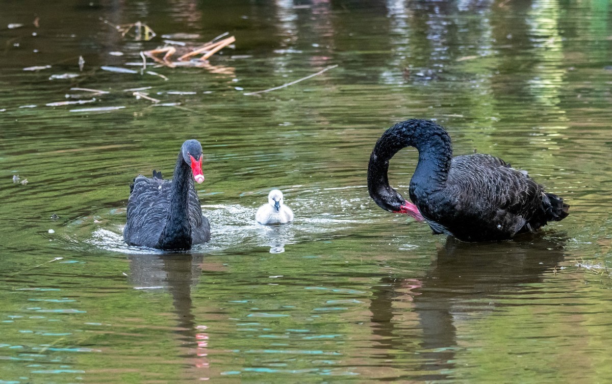 黑天鹅的一家子（七）