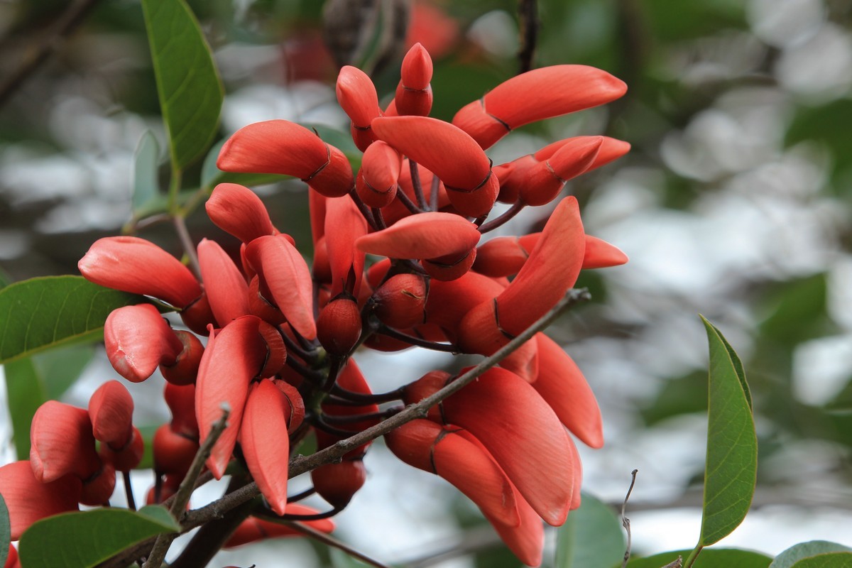 拍摄花卉一（604）