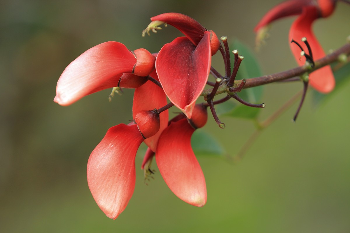 拍摄花卉一（604）