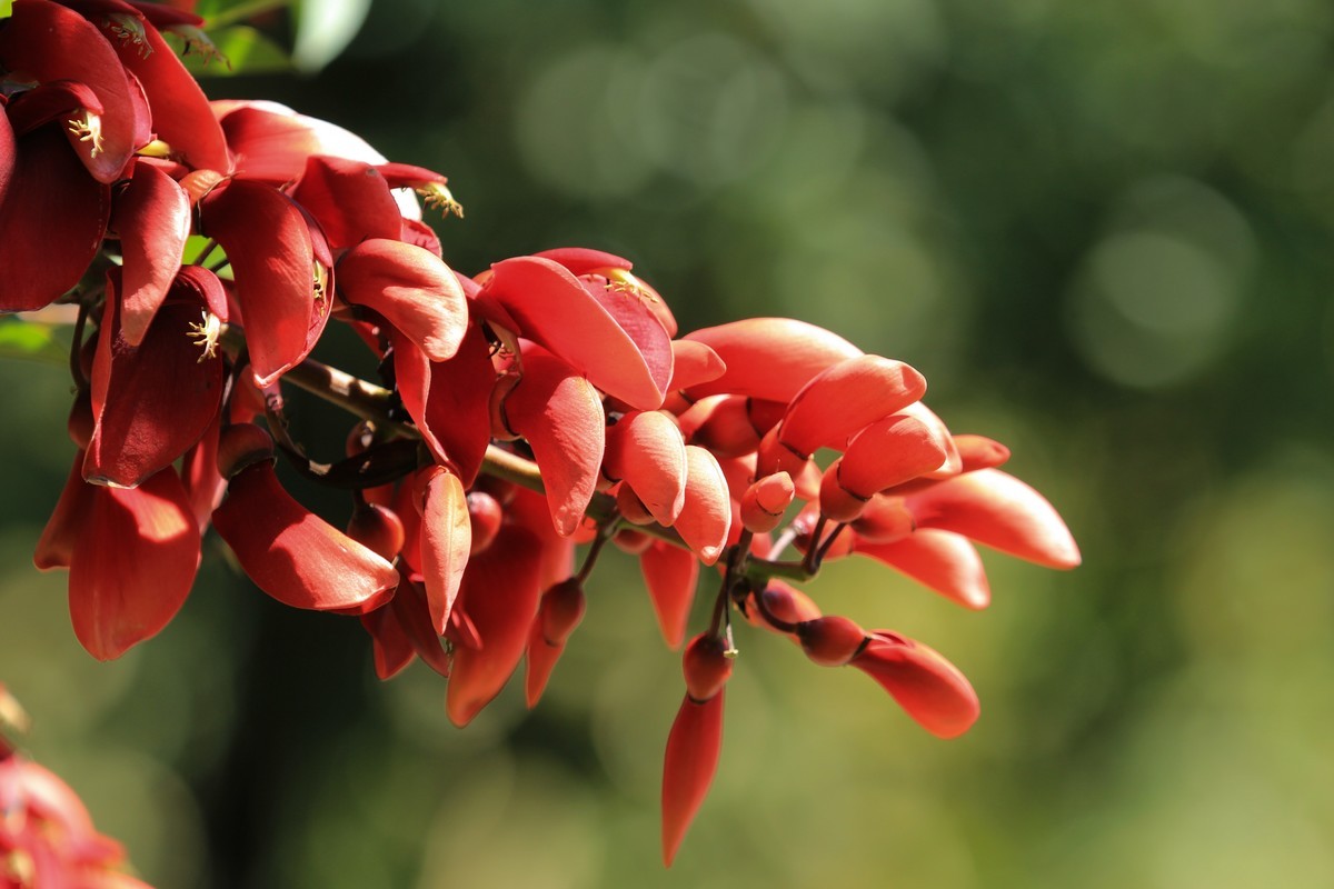 拍摄花卉一（604）