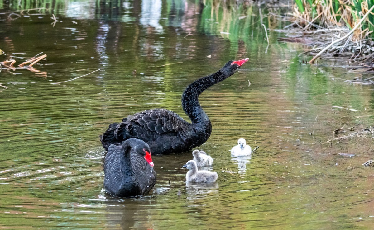 黑天鹅的一家子（七）