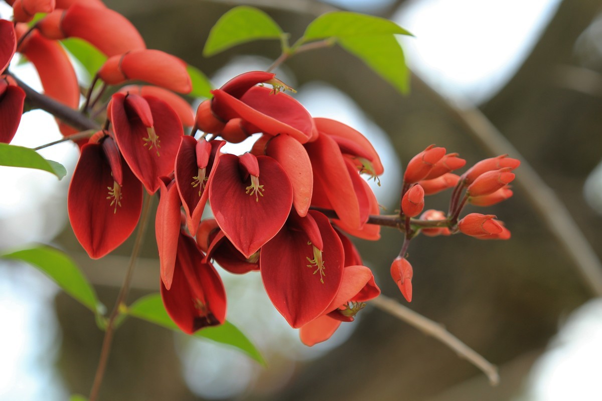 拍摄花卉一（604）