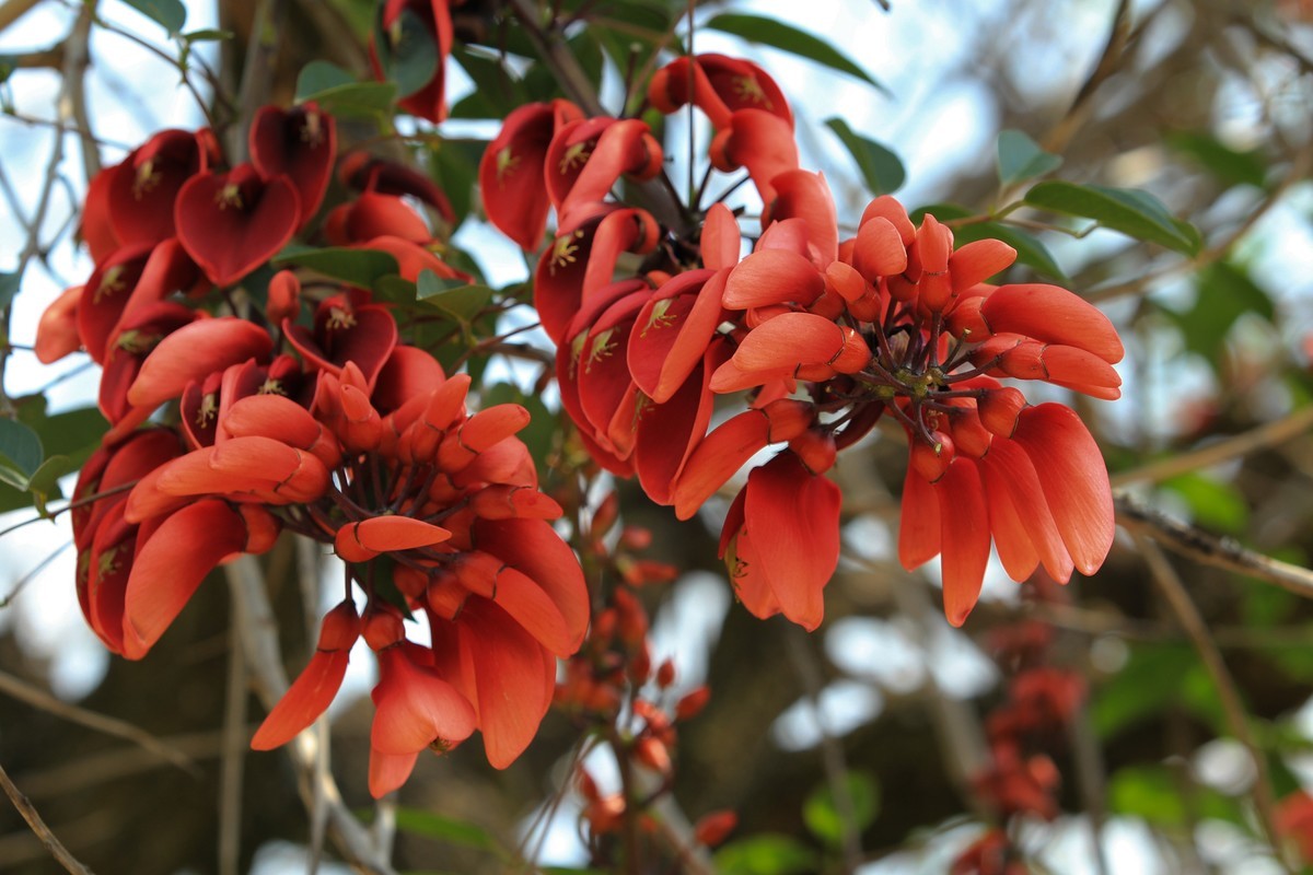 拍摄花卉一（604）