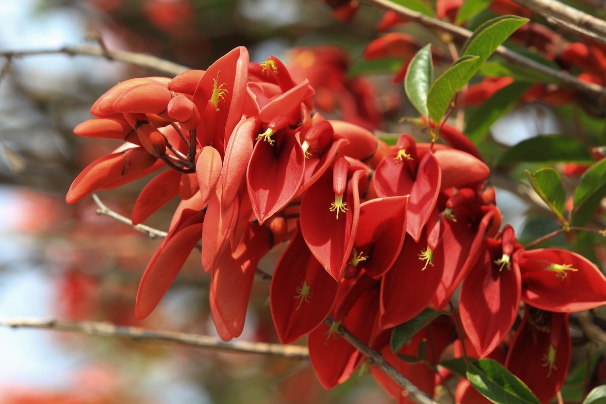 拍摄花卉一（604）