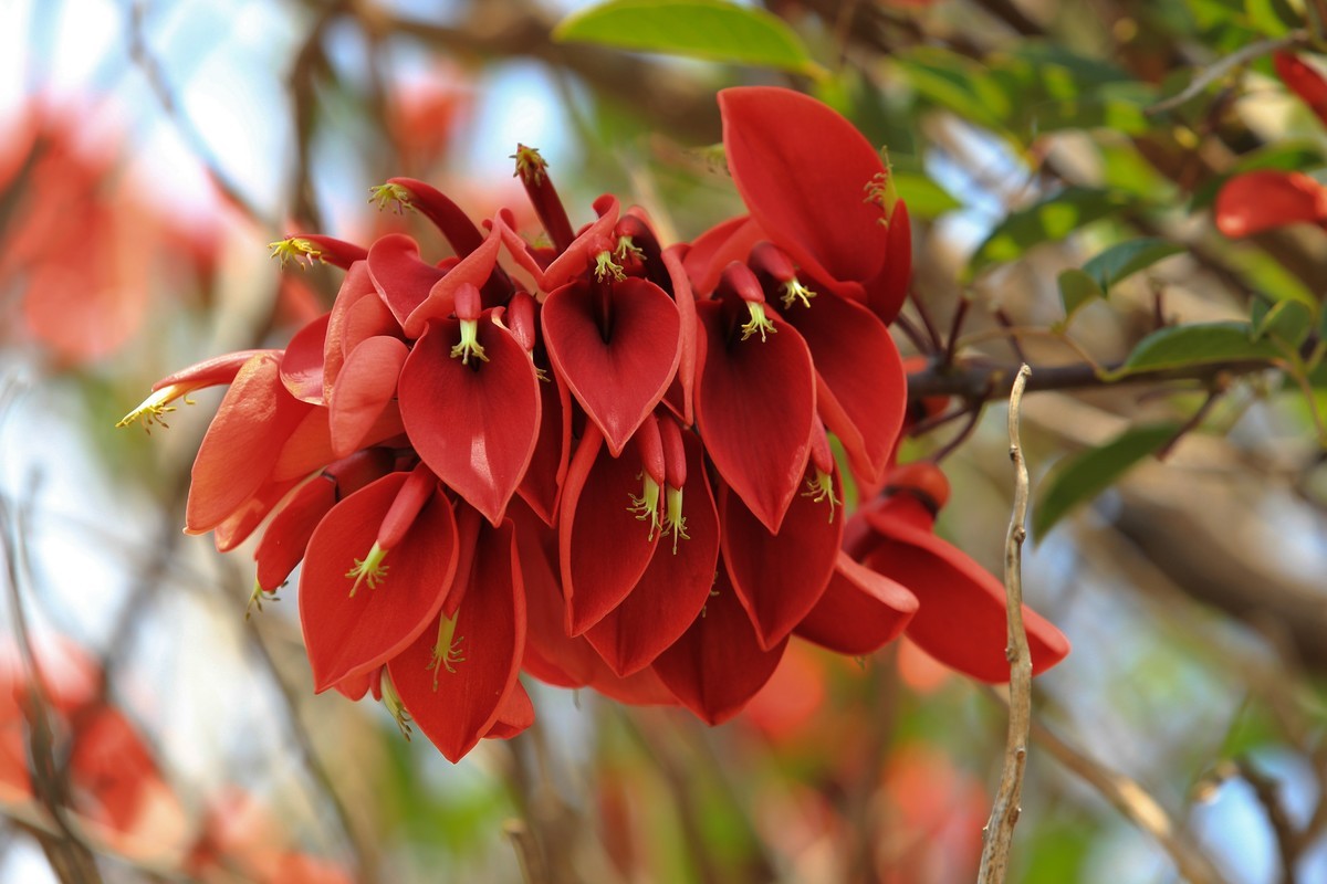 拍摄花卉一（604）