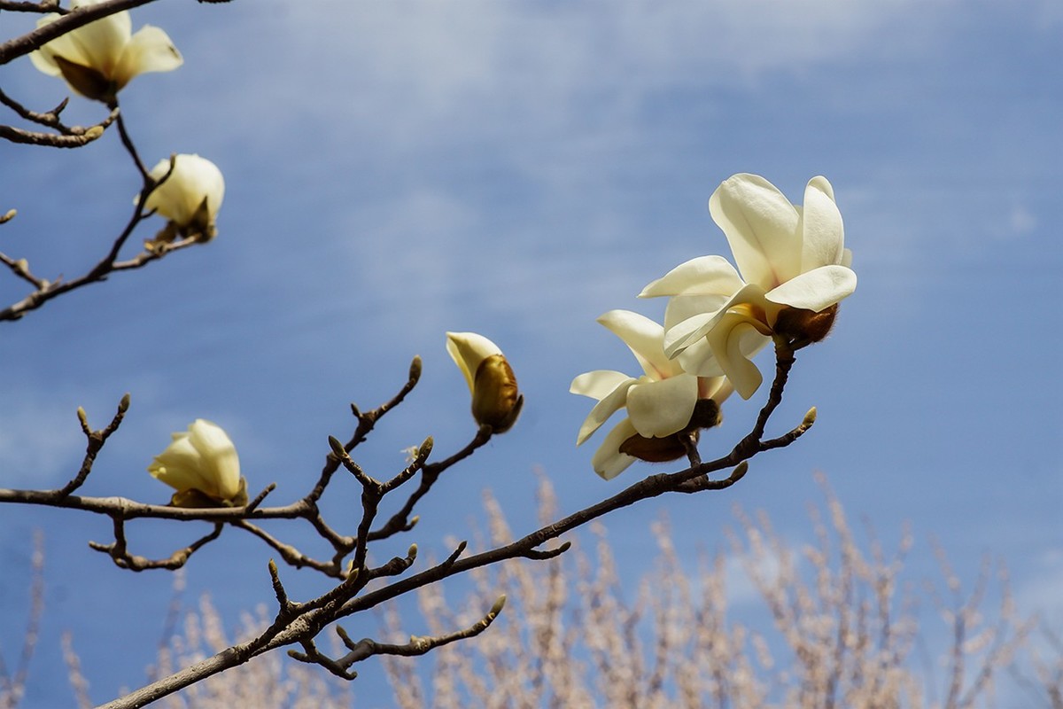 2022春花玉兰特写