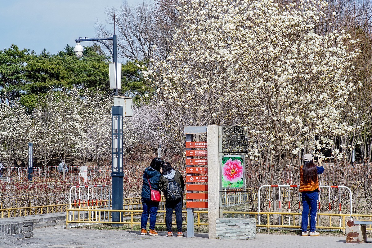 2022春花玉兰特写