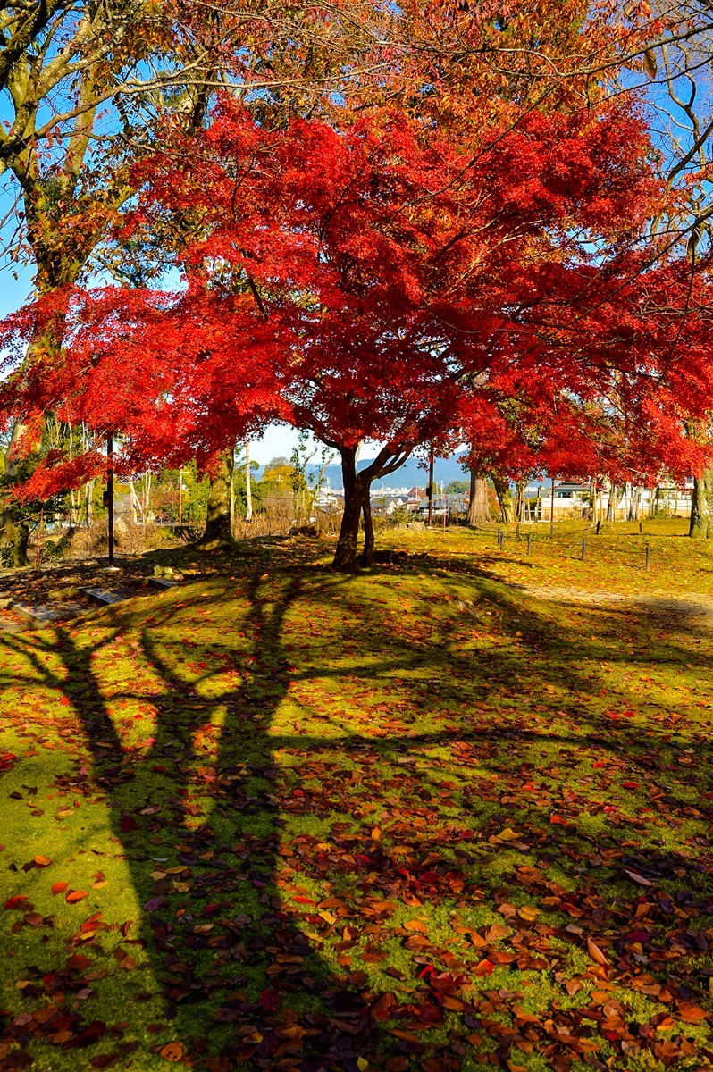 2019年京都紅葉季111