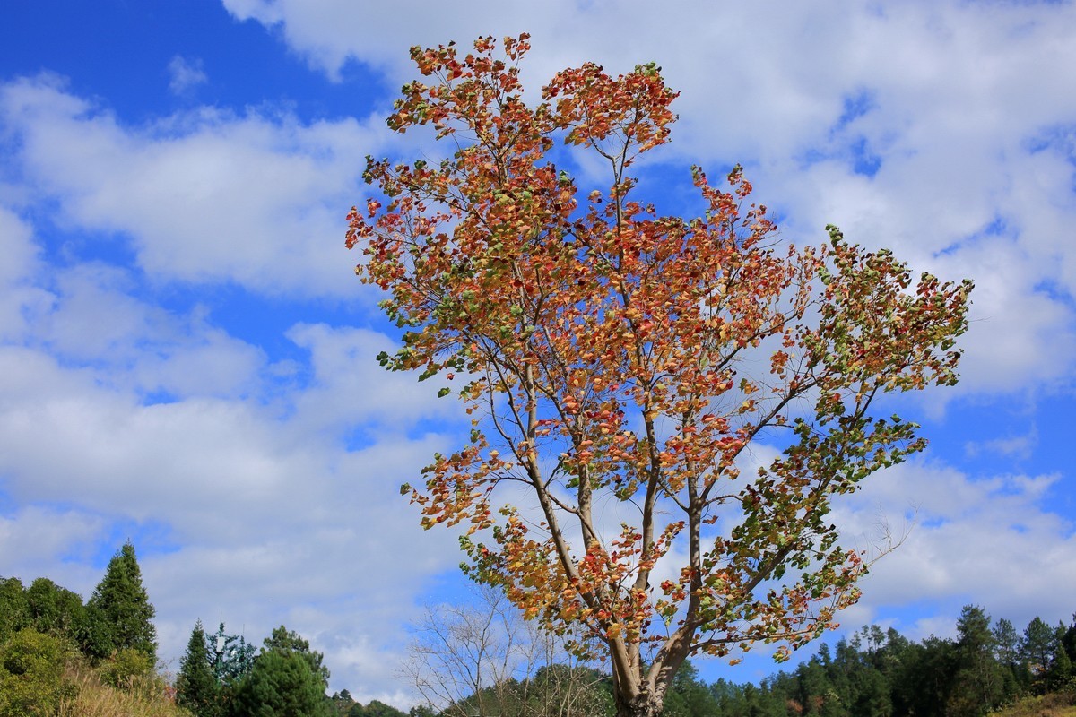 走马观花都匀绿博园（壹）