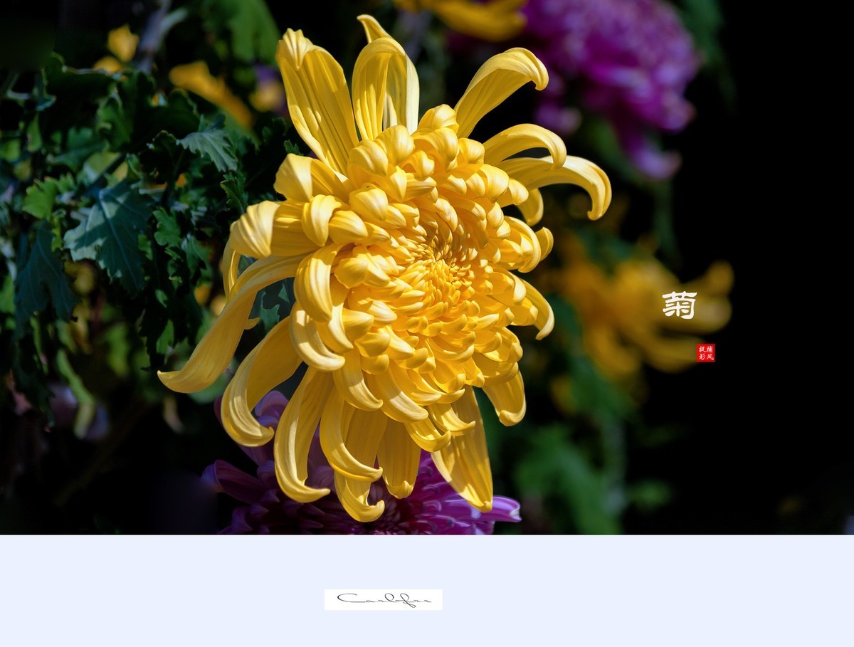 菊花爆满园