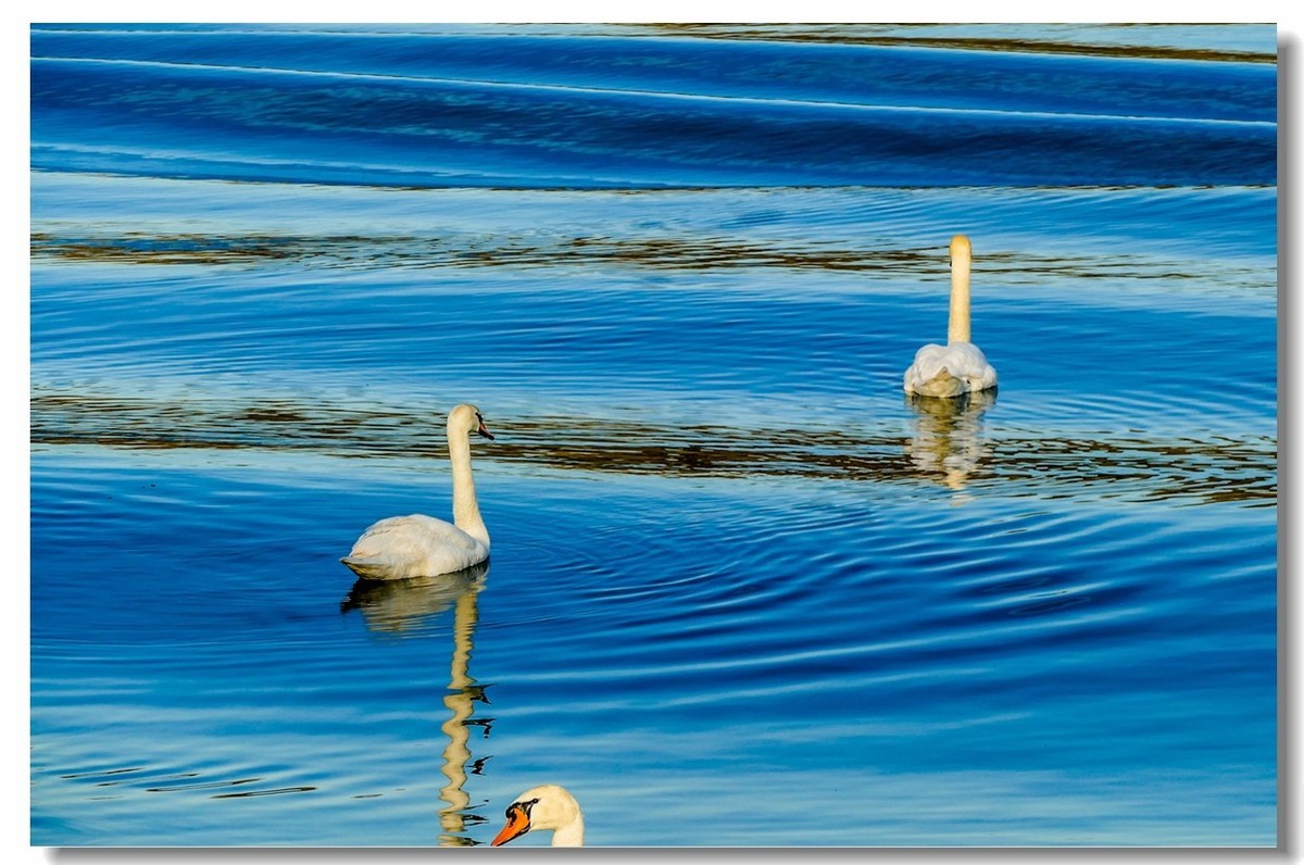 莱茵水暖“（天）鹅”先知
