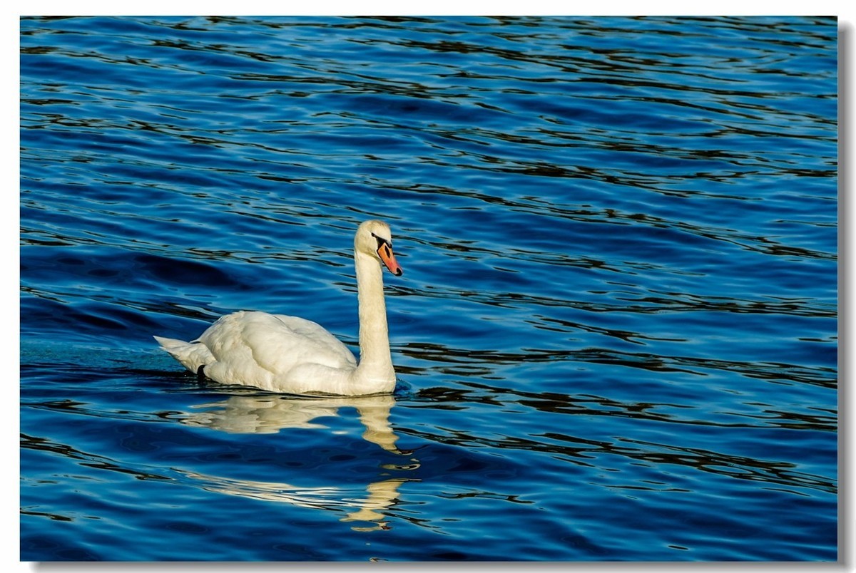 莱茵水暖“（天）鹅”先知