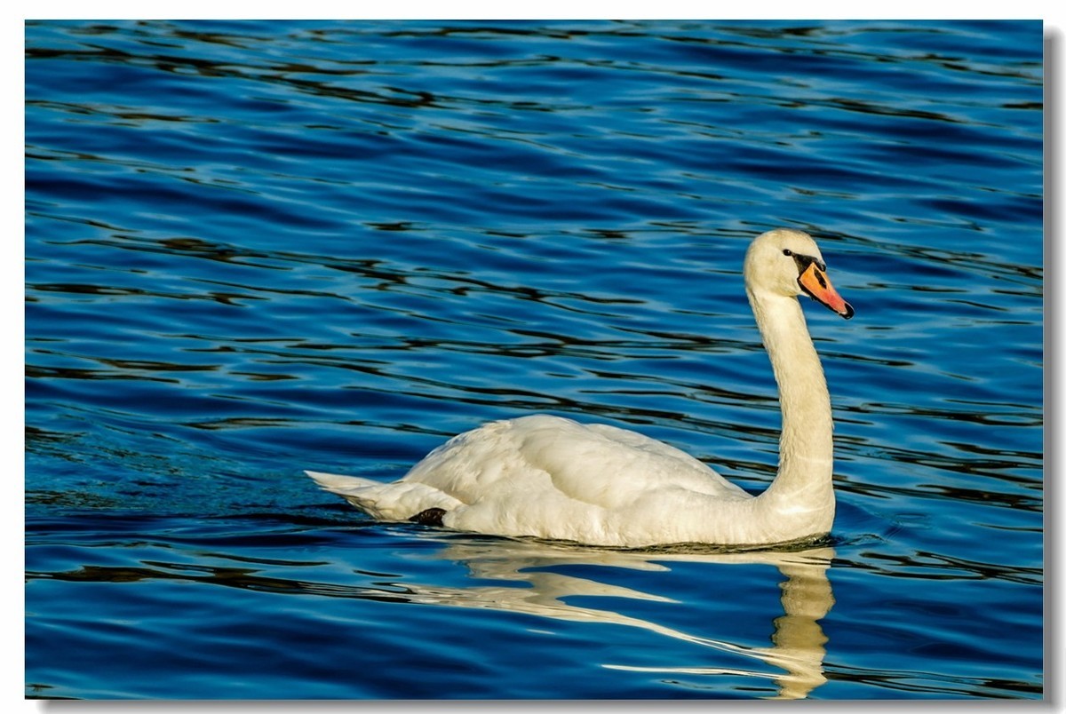 莱茵水暖“（天）鹅”先知