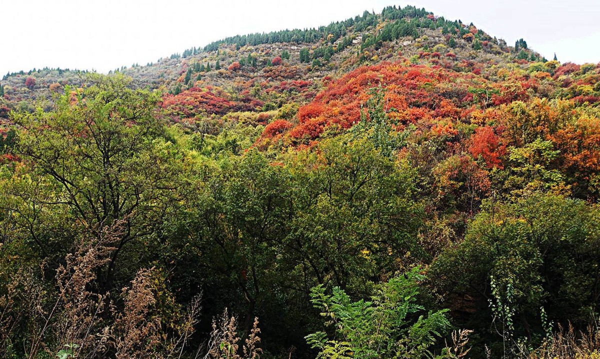 荒山野岭的红叶疯长呈现原生态的美