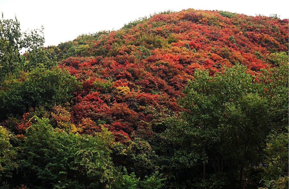荒山野岭的红叶疯长呈现原生态的美