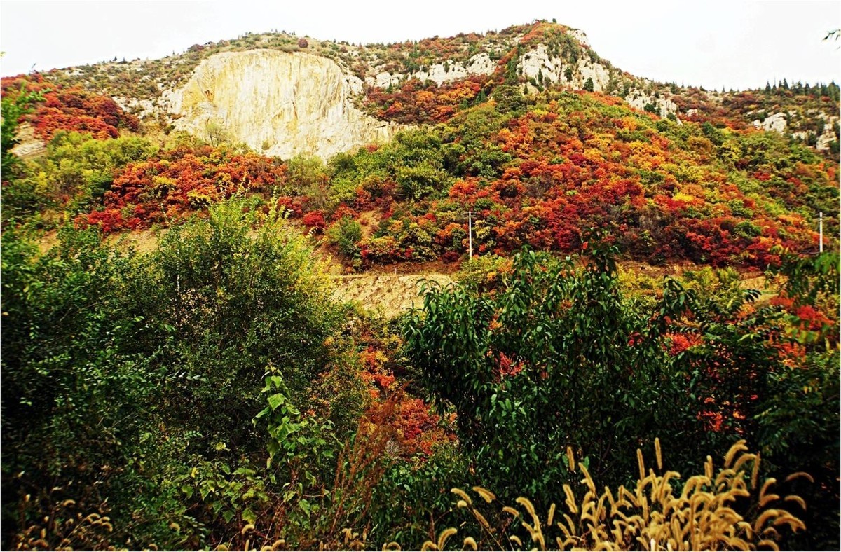 荒山野岭的红叶疯长呈现原生态的美