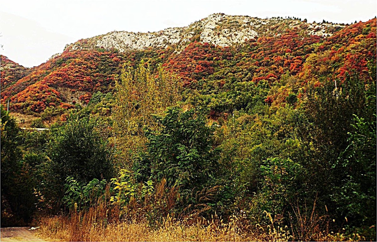 荒山野岭的红叶疯长呈现原生态的美