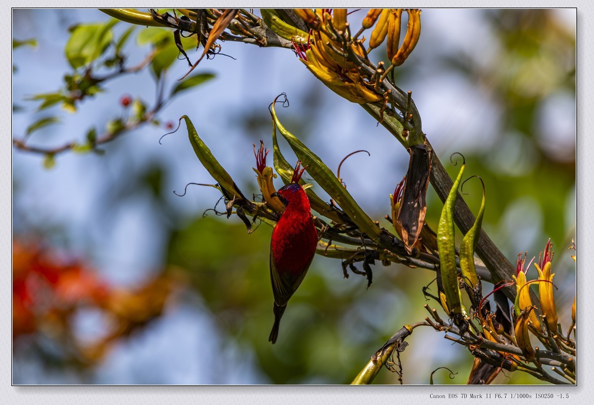 老APSC旗舰单反拍鸟一组