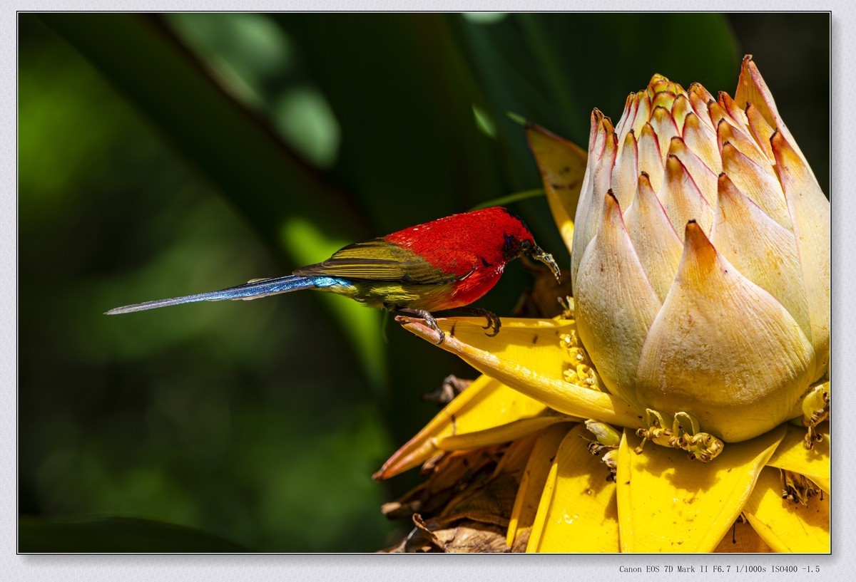 老APSC旗舰单反拍鸟一组