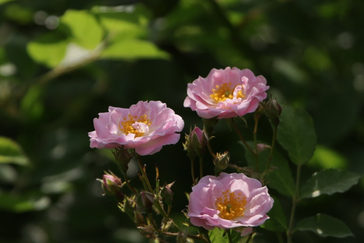 关东百花园（363）——粉色蔷薇花