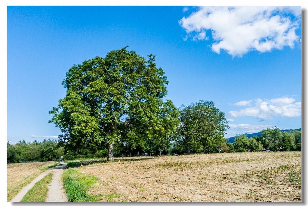 骑行游拍之“田野”