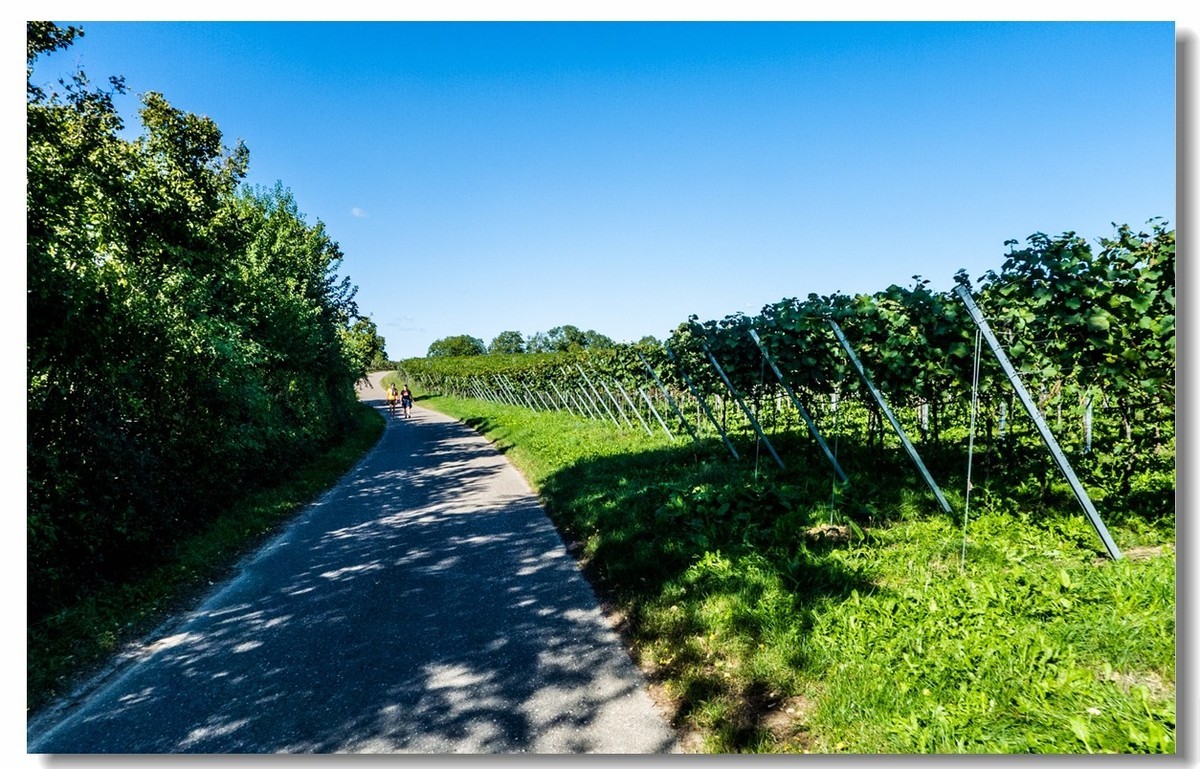 骑行游拍之“田野”
