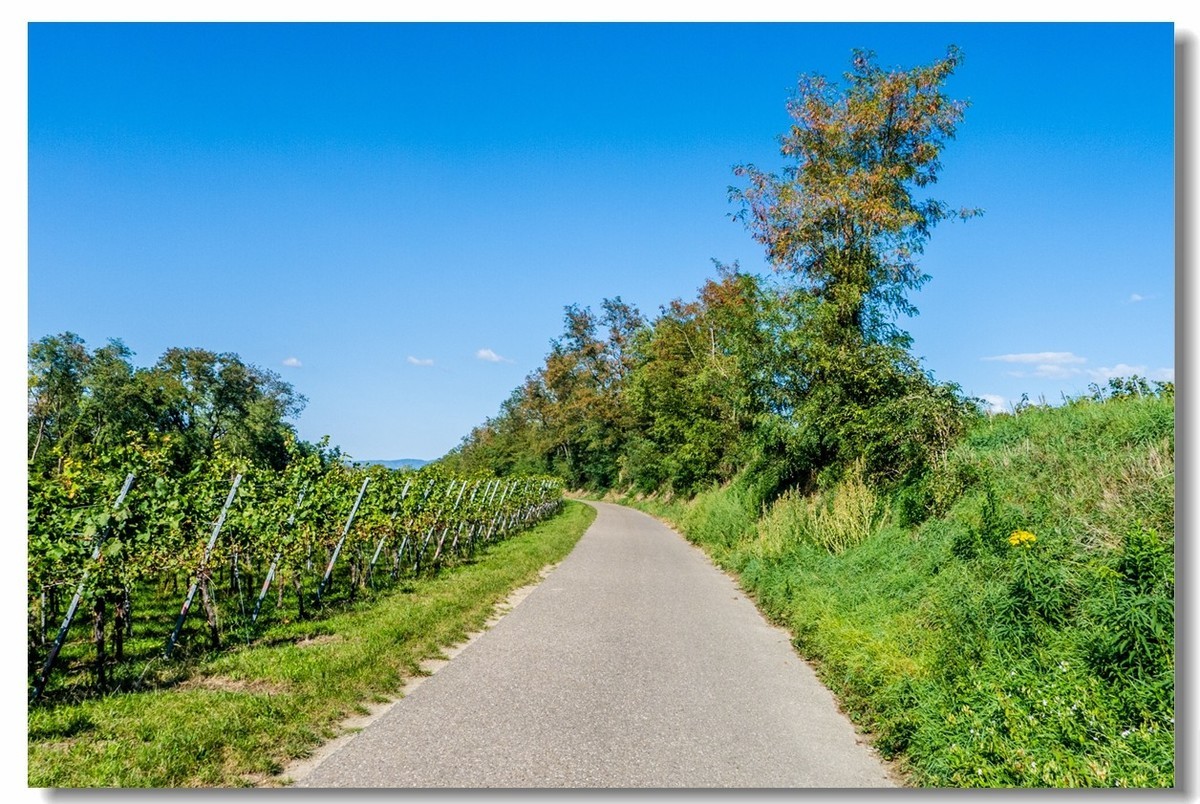 骑行游拍之“田野”