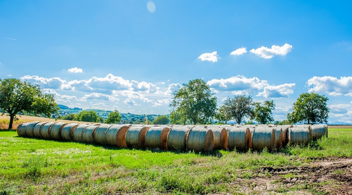 田园秋光（南德）