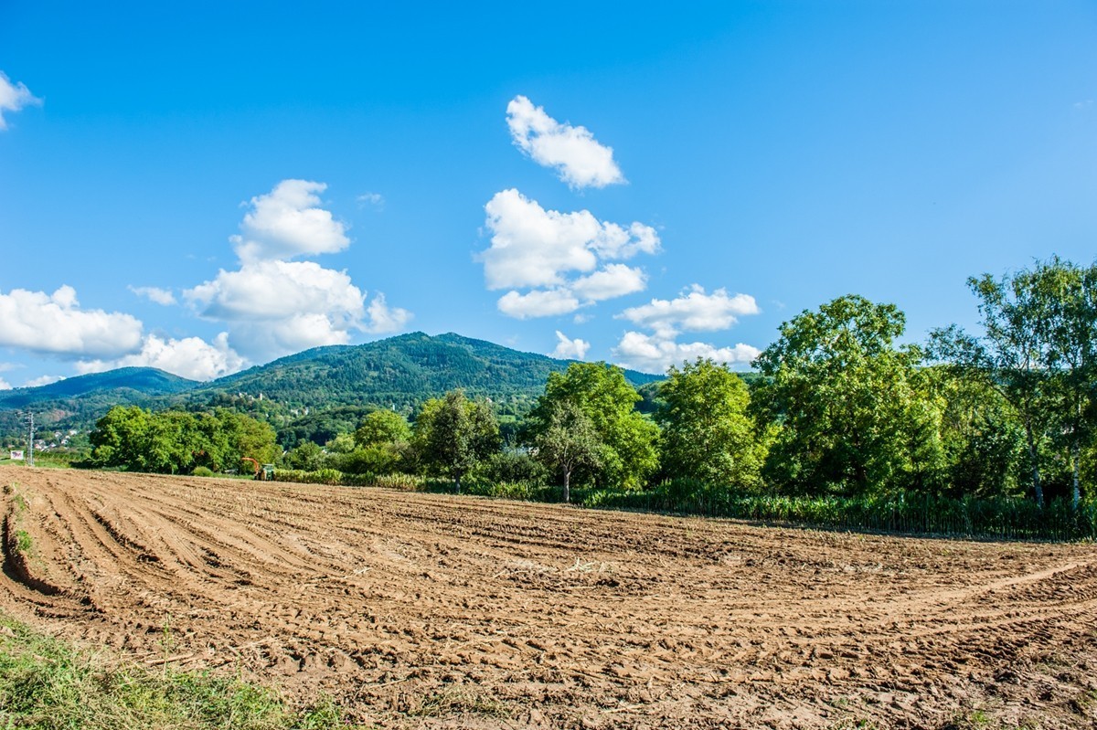 田园秋光（南德）