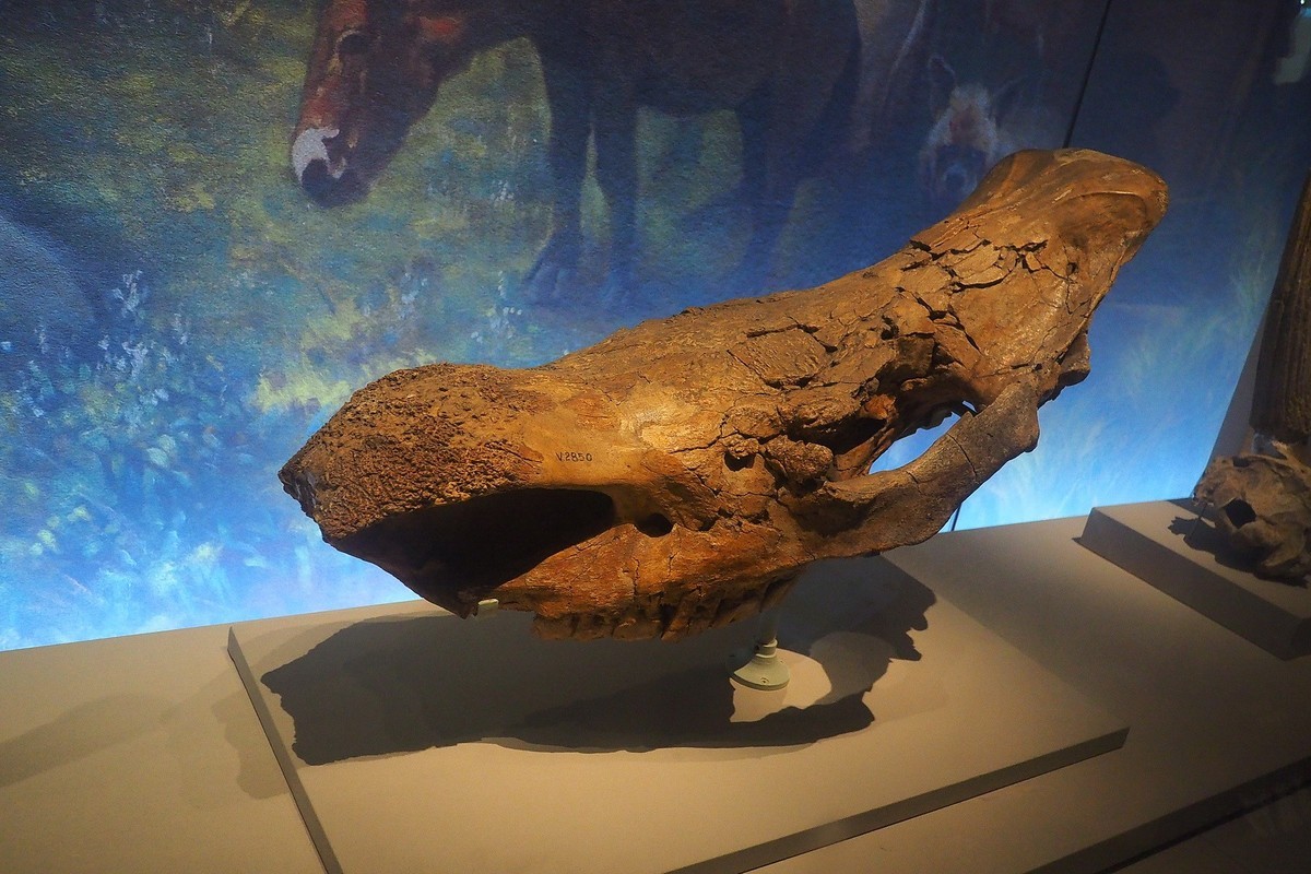 山西博物院 ⑶《文明摇篮》