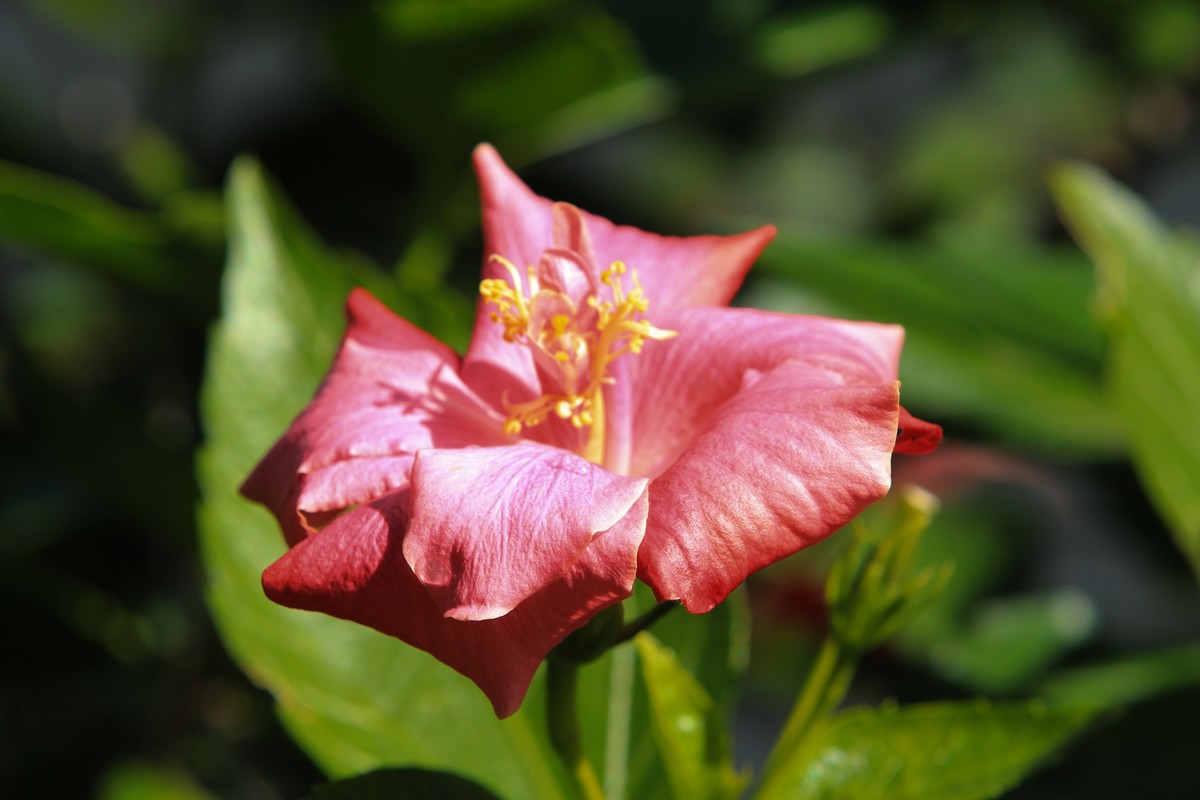 拍摄花卉一（462）