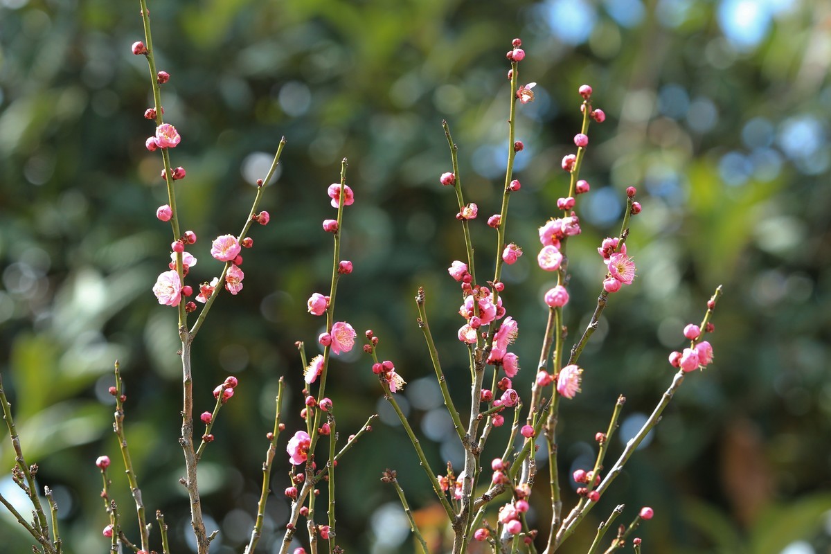 拍摄花卉一（462）