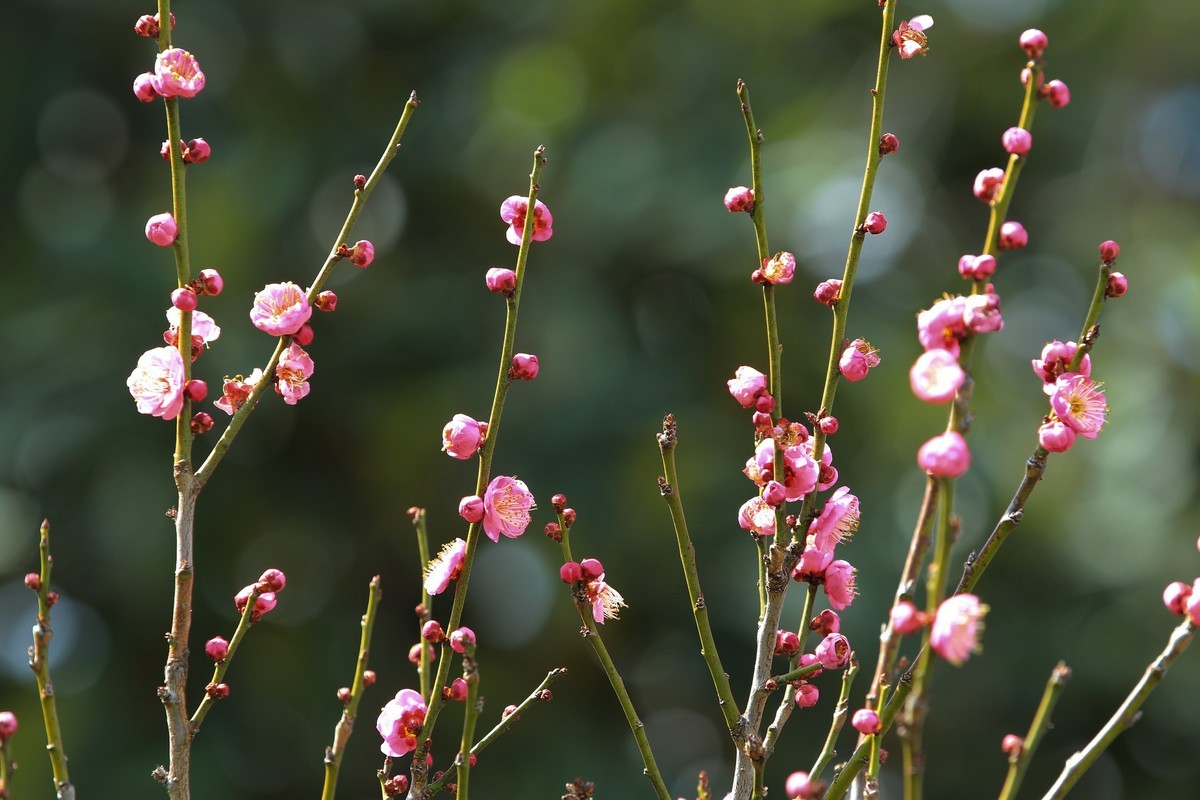 拍摄花卉一（462）