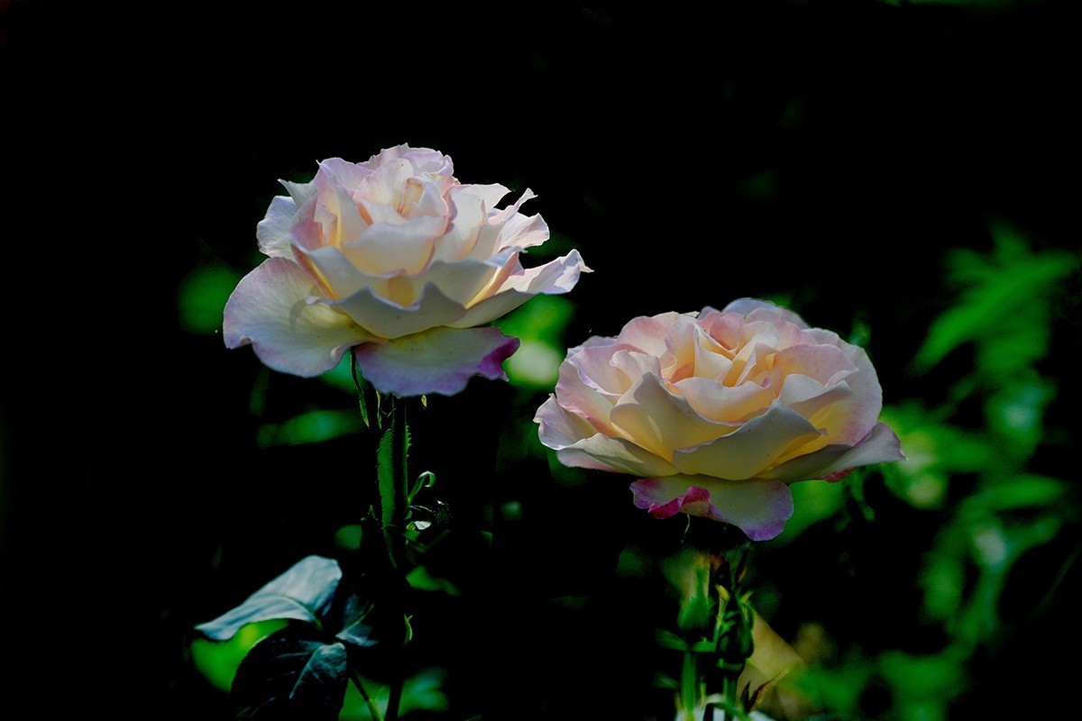 #版主坐堂#小五星空(中国)2022年1月精品荟萃