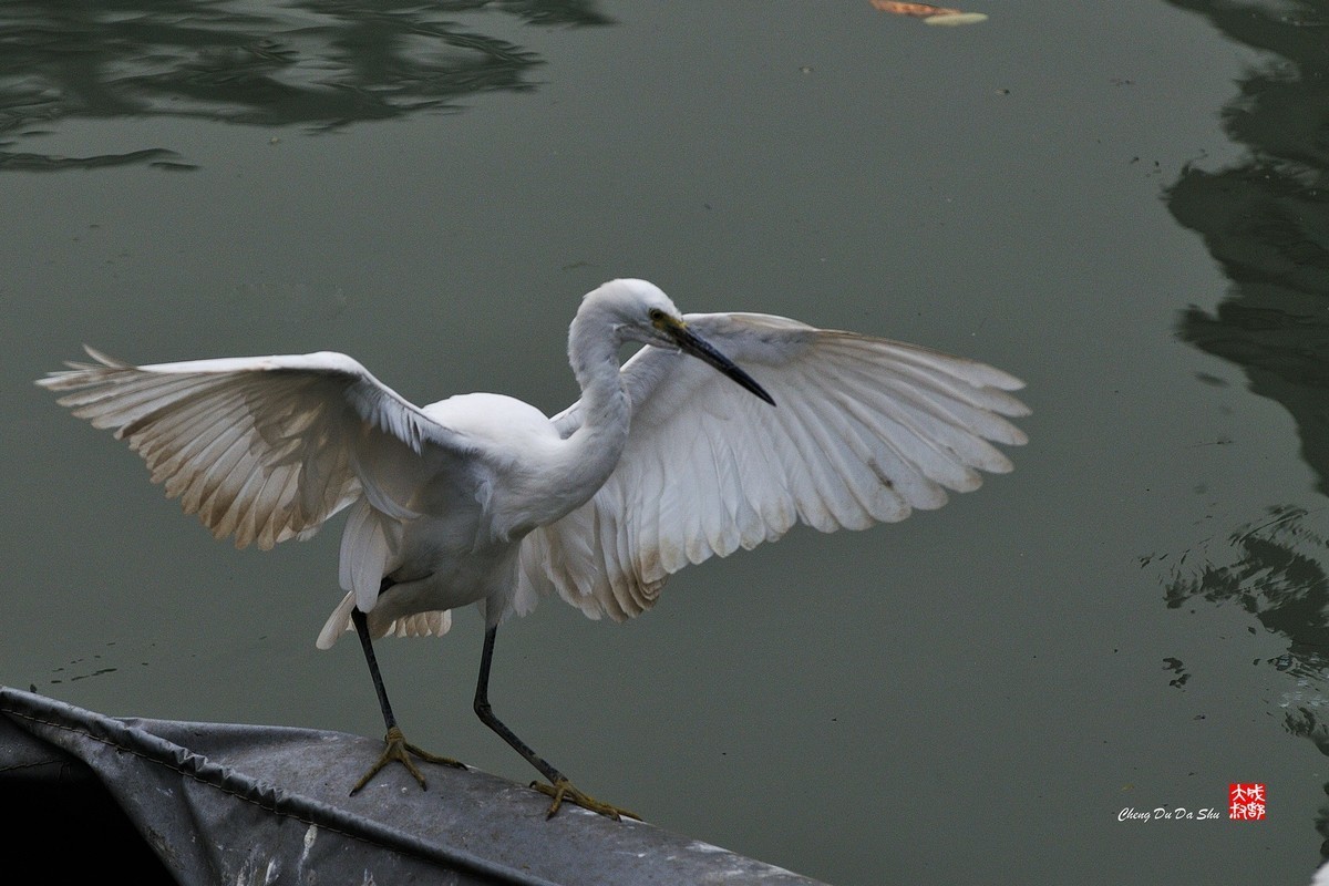 #版主坐堂#小五星空(中国)2022年1月精品荟萃