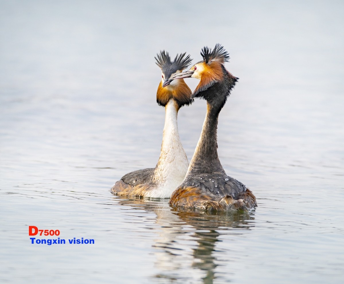 #版主坐堂#小五星空(中国)2022年1月精品荟萃