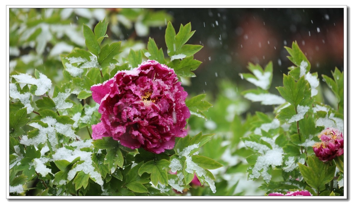 新春快樂虎年吉祥冰雪牡丹花92022096