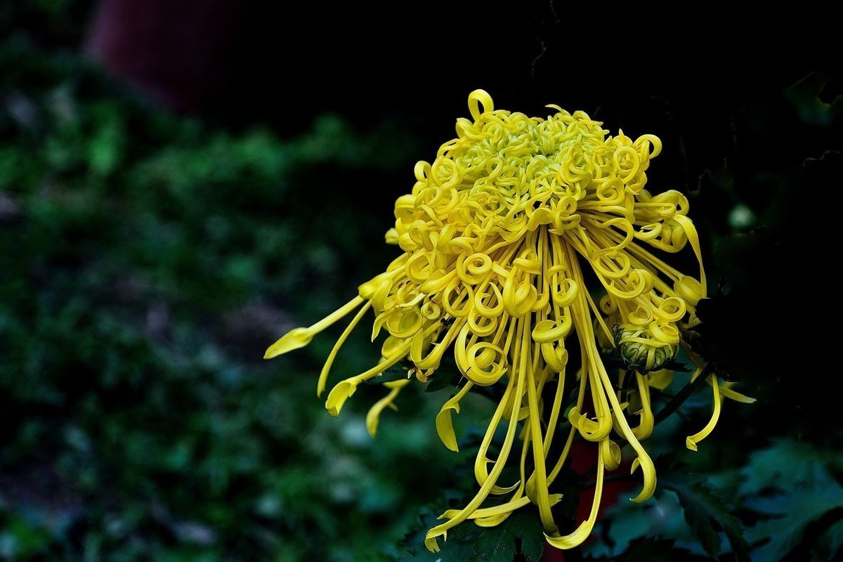 #版主坐堂#小五星空(中国)2022年11月精品荟萃