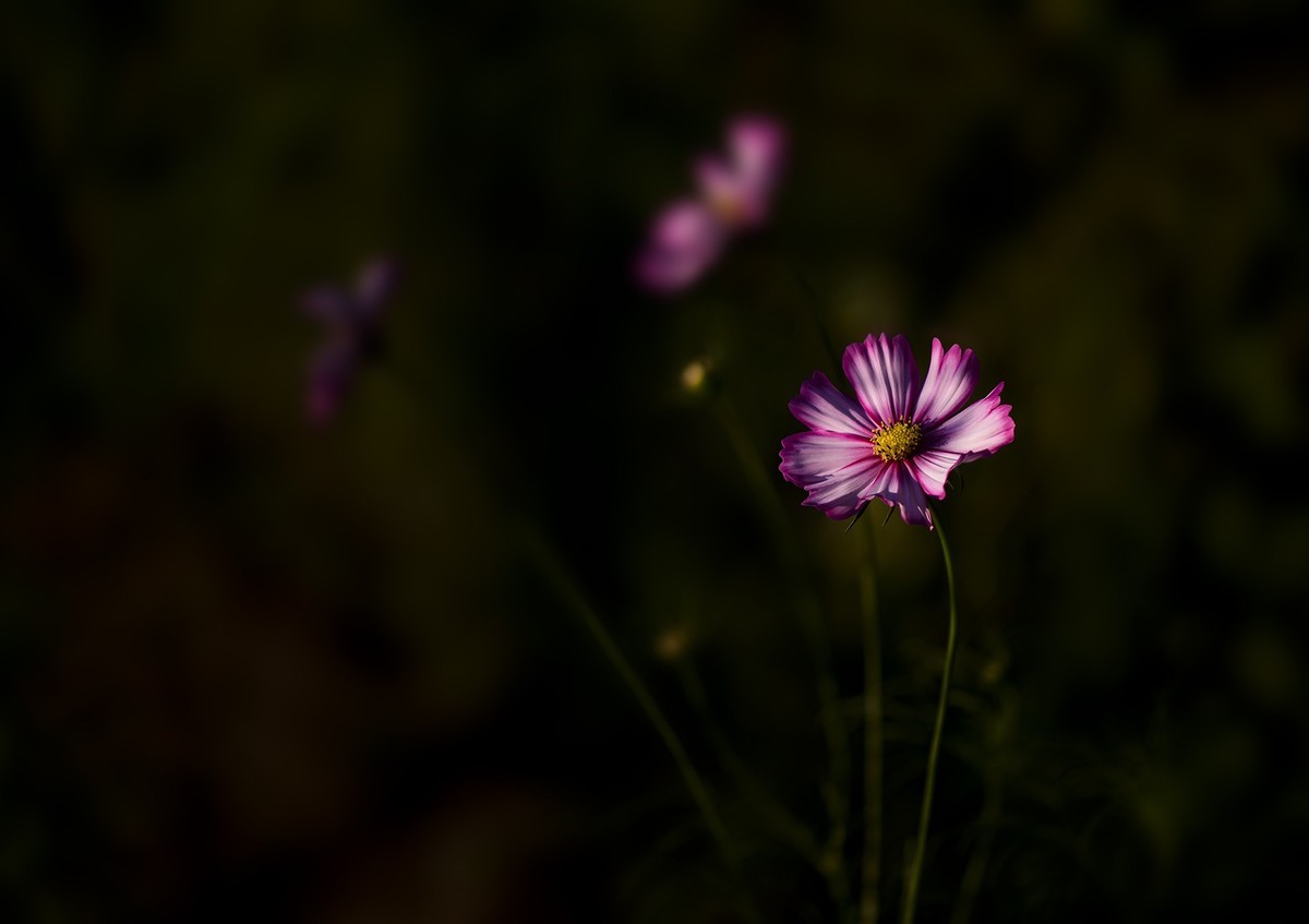 #版主坐堂#小五星空(中国)2022年11月精品荟萃