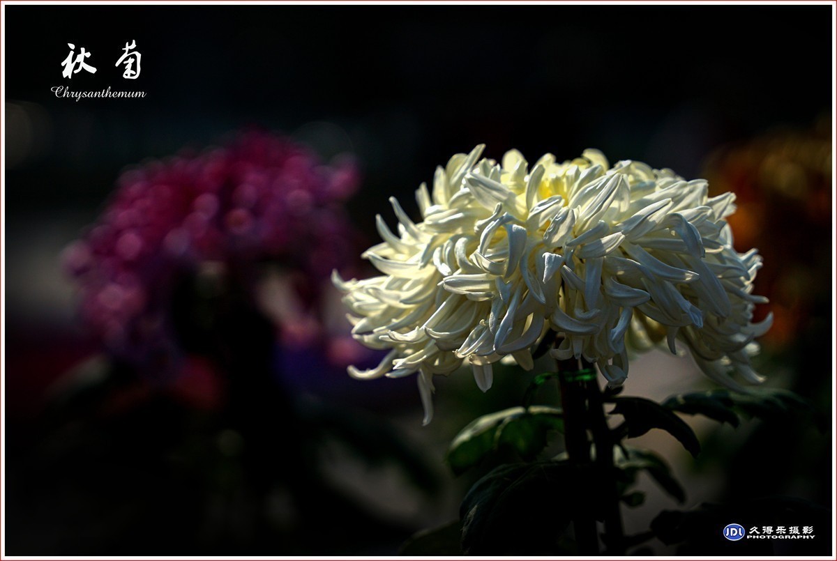 #版主坐堂#小五星空(中国)2022年11月精品荟萃