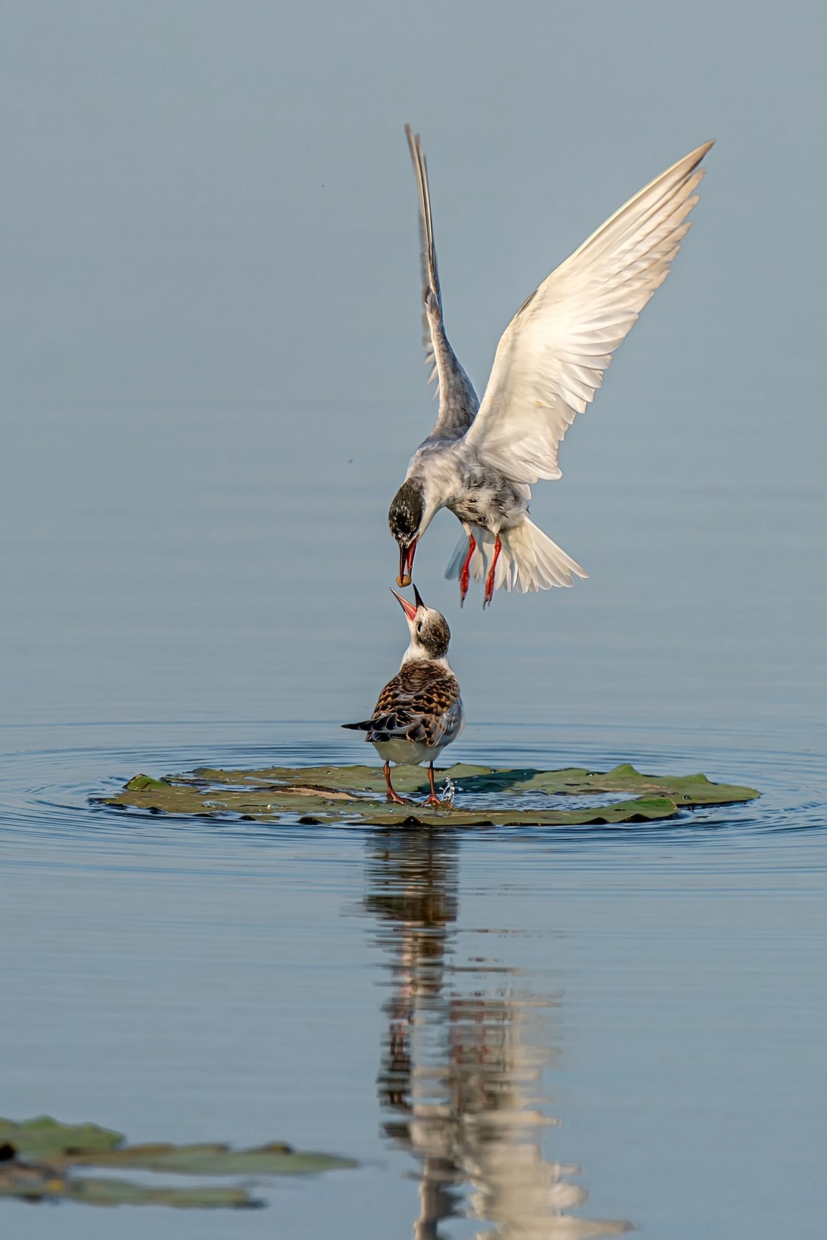 #版主坐堂#小五星空(中国)2022年11月精品荟萃